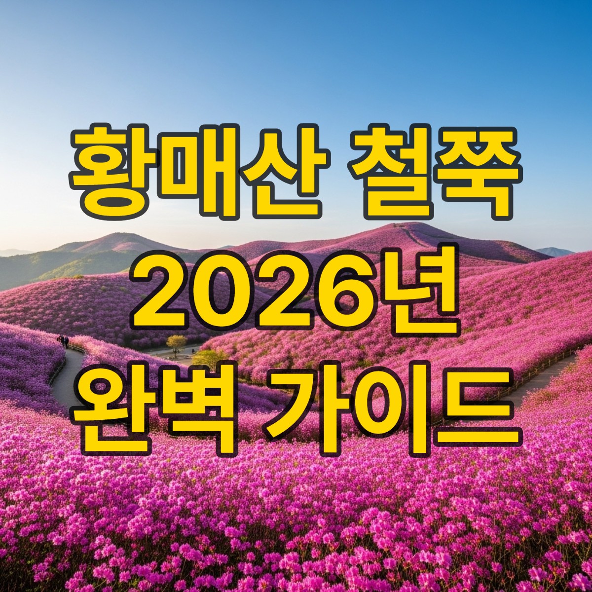 황매산 철쭉 개화시기