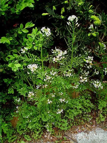 물냉이 재배 수경 재배 물 갈이 그늘 자리 잡기_2