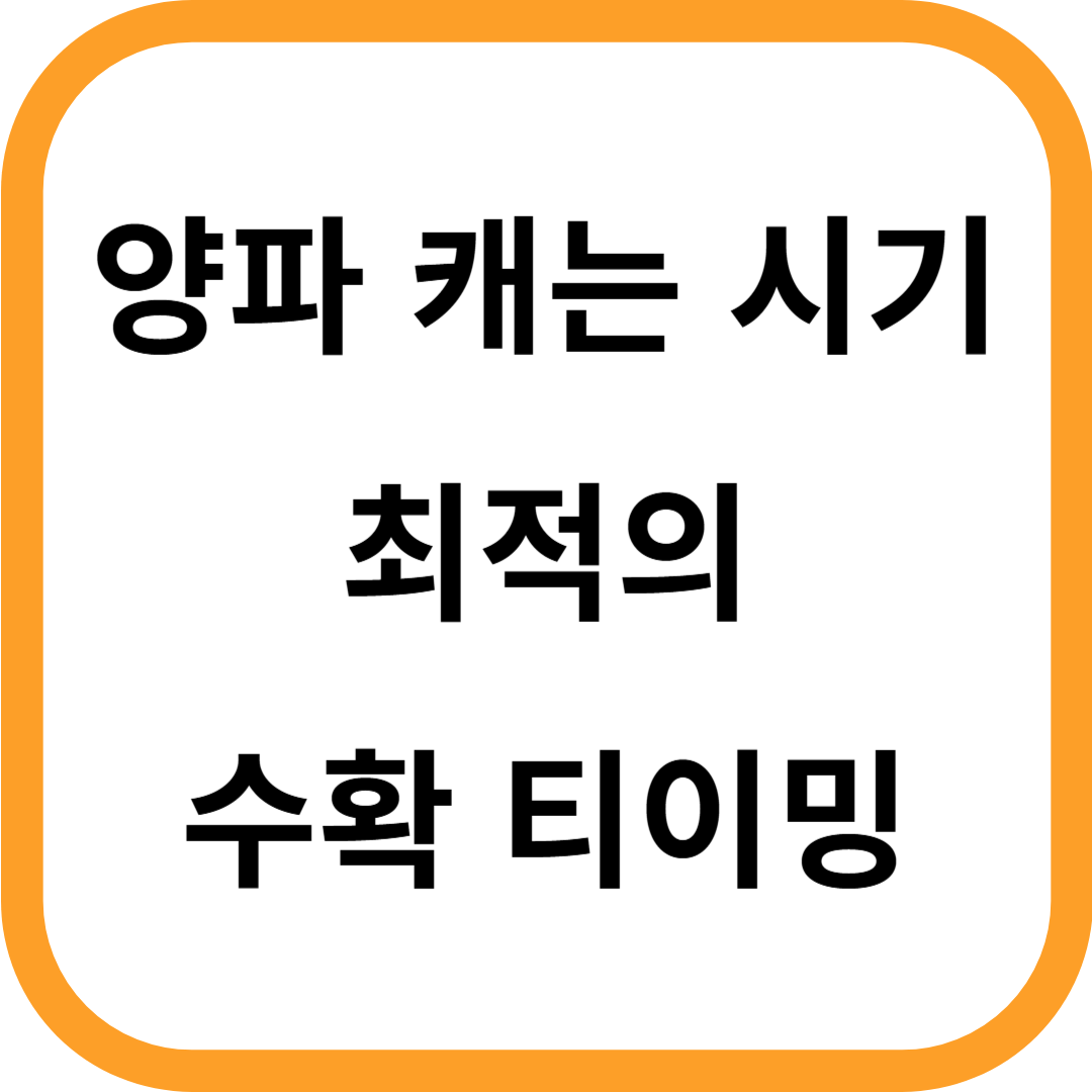 양파 캐는시기