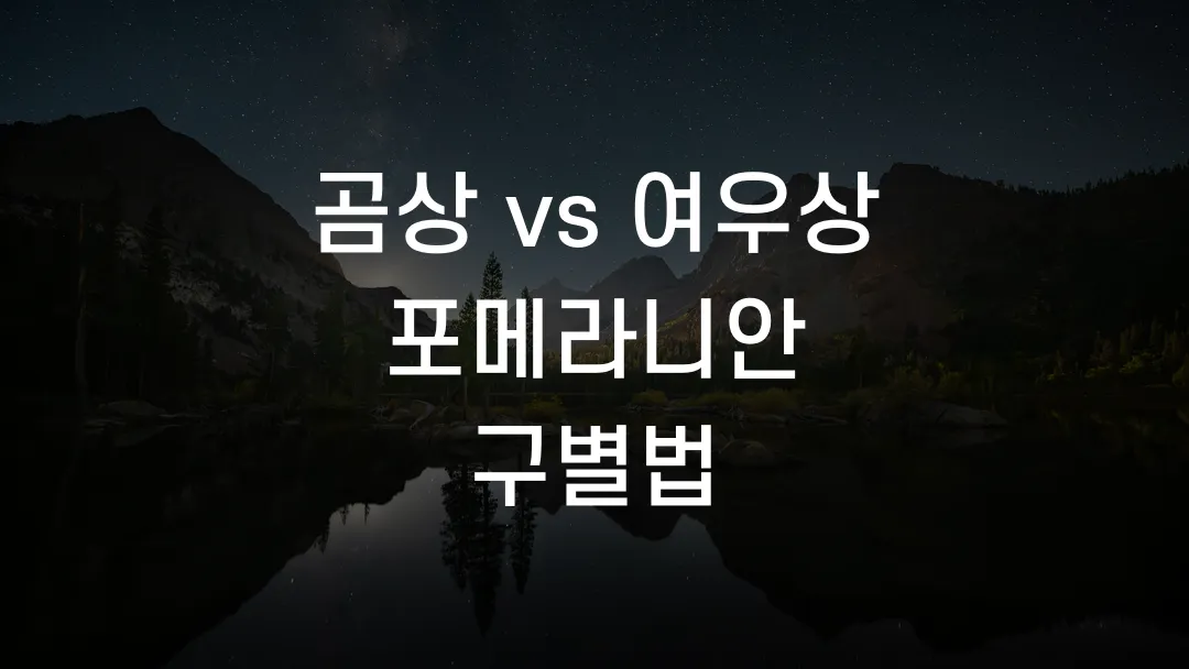 곰상 vs 여우상 포메라니안 구별법