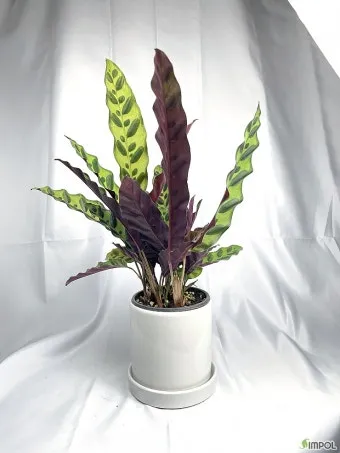 칼라데아 물주기 잎말림원인 습도관리 분무요령 시니어 맞춤 가이드_15