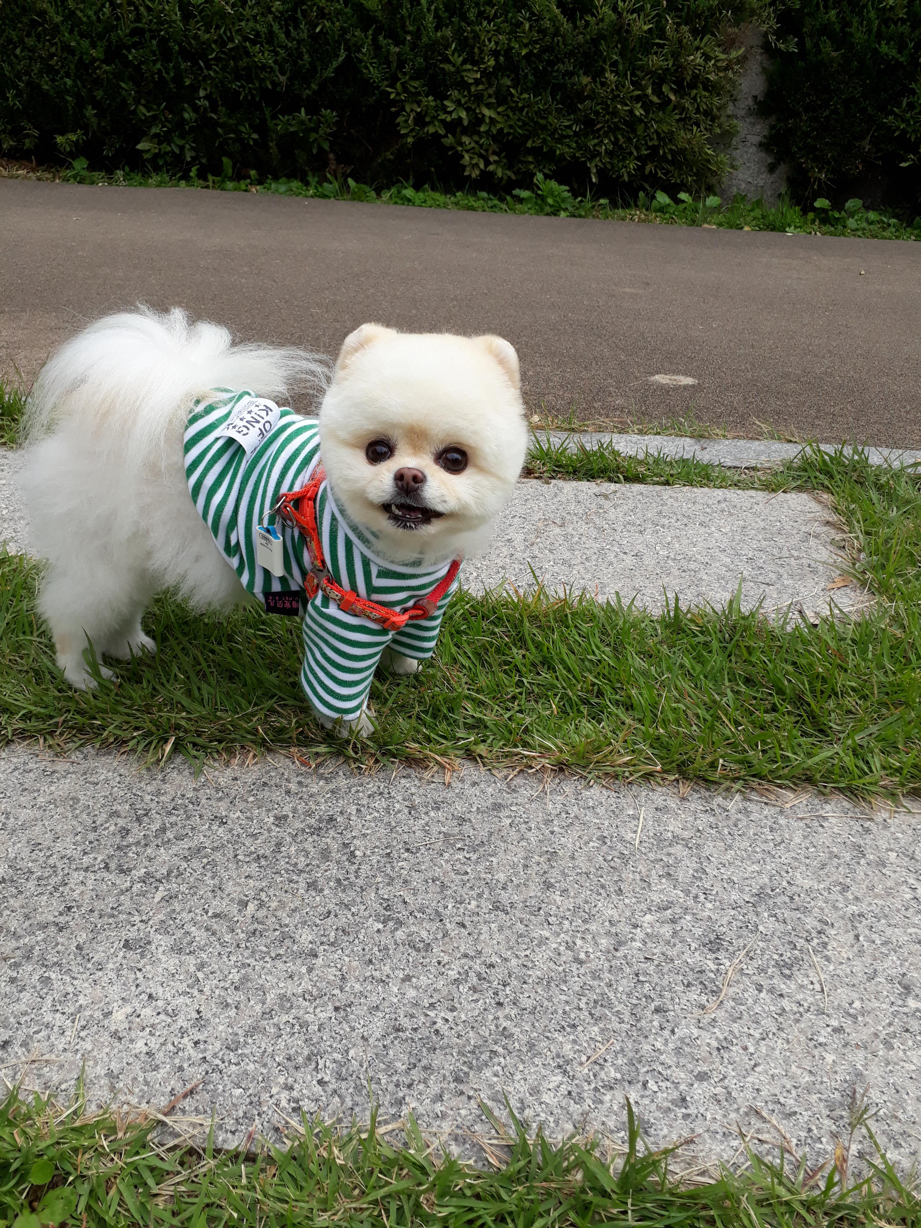 강아지 재채기 하는 이유 7가지 : 멈추는 방법
