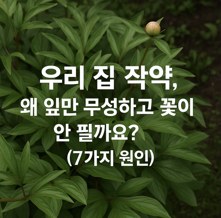 우리 집 작약, 왜 잎만 무성하고 꽃이 안 필까요? (7가지 원인)
