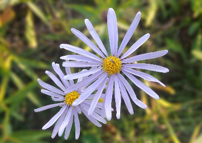 천연 화장품의 등장? 천연 화장품과 클린뷰티의 관계