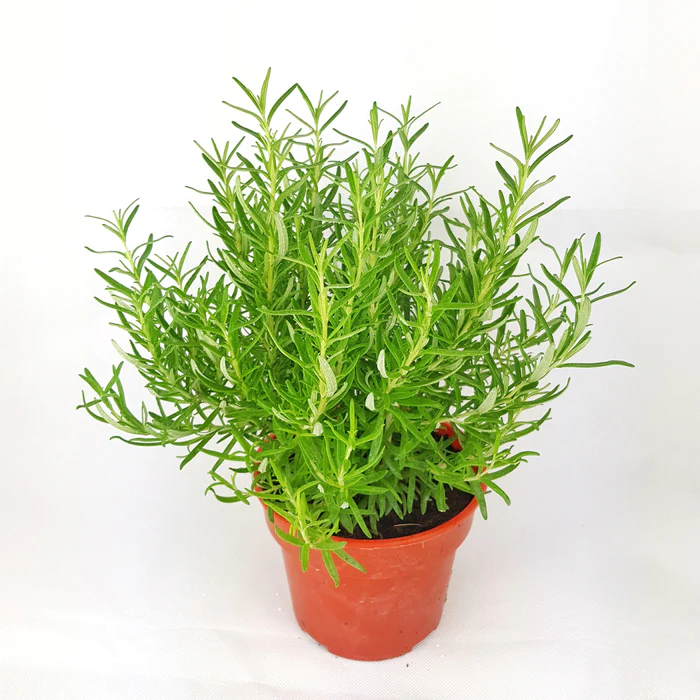 로즈마리(Rosemary)