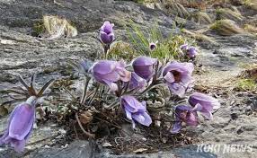 제 18회 동강 할미꽃 축제 기본 일정과 프로그램 소개