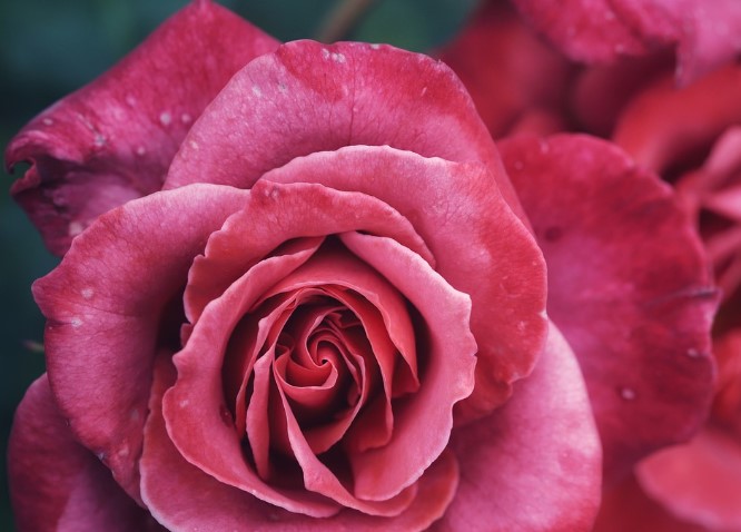  2025년 고양국제꽃박람회 일정 + 입장권 사전예매 방법 총정리 