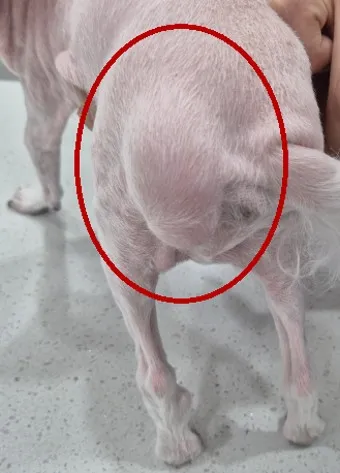 강아지 엉덩이 들이미는 이유 애정표현인지_23