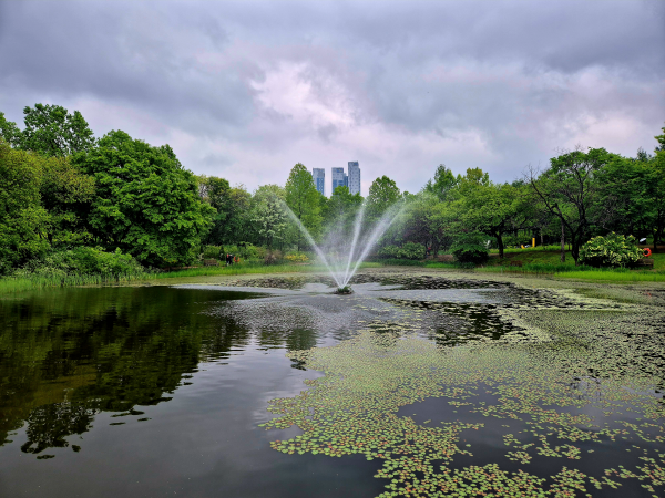 서울숲 호수 중앙에서 힘차게 솟아오르는 분수와 물 위에 떠 있는 수생식물, 멀리 보이는 도심 건물들