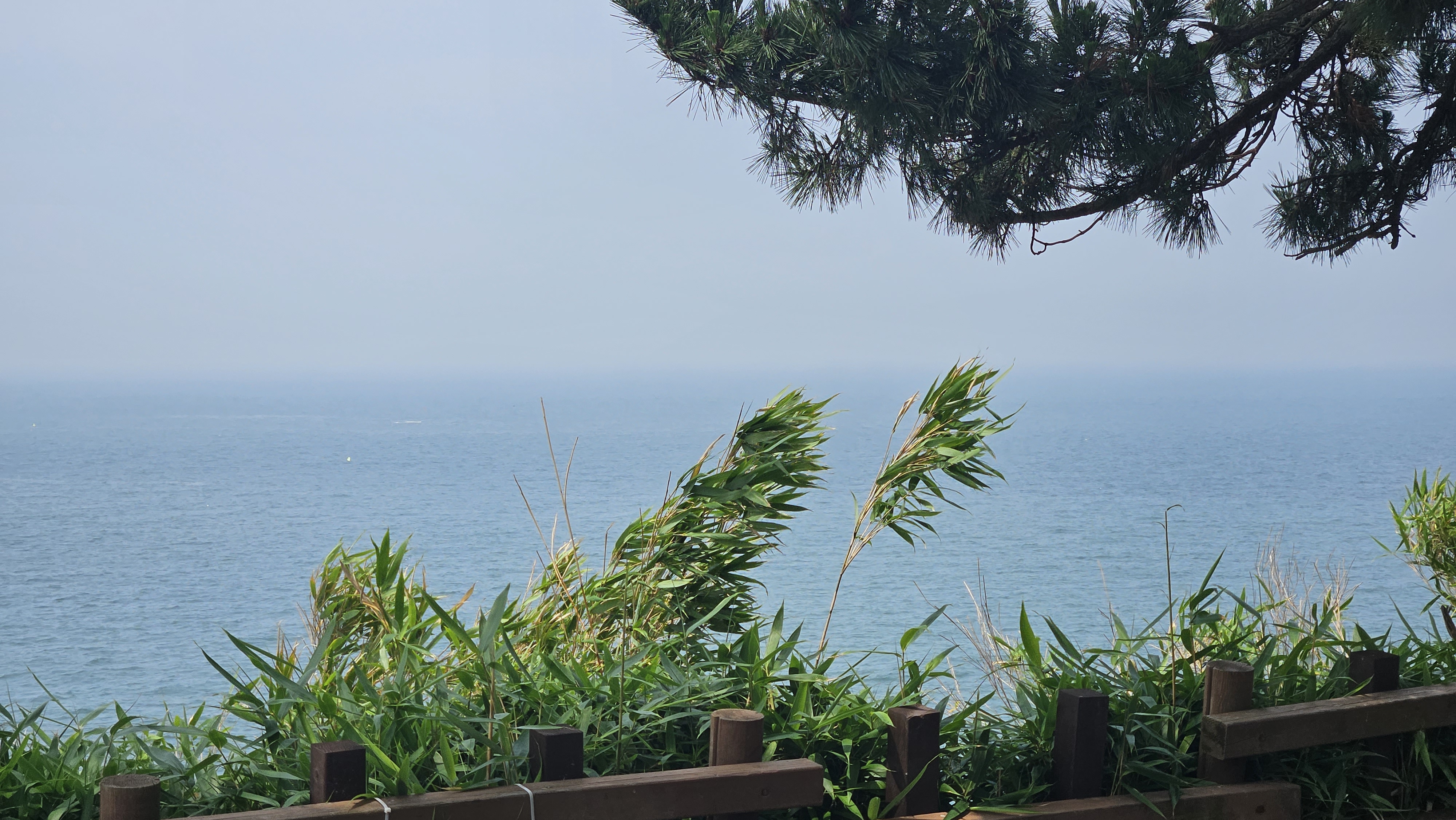 바람에 흔들리는 풀과 드넓은 바다