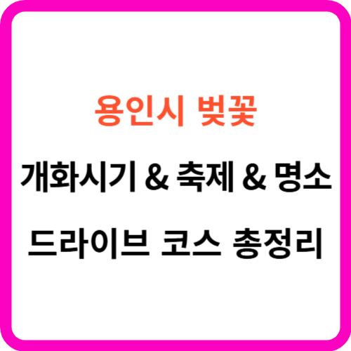 용인 벚꽃 개화시기 축제 명소 드라이브코스 총정리 썸네일