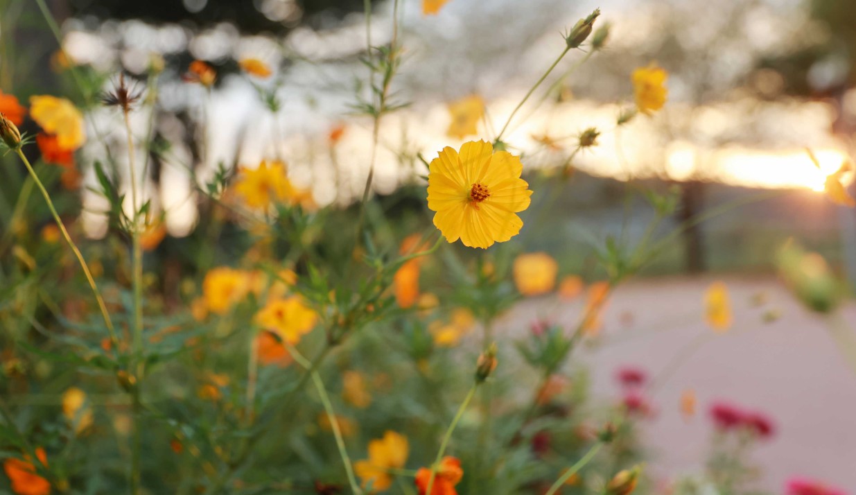 순천만 국제 정원 박람회
