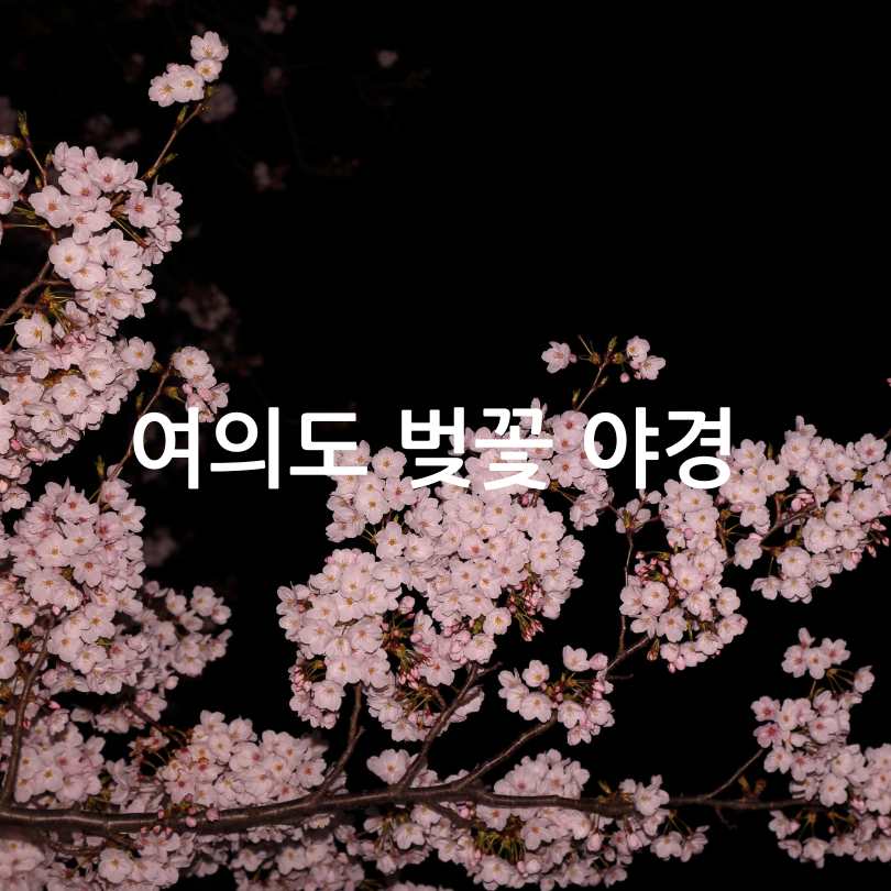 2025 영등포 여의도 봄꽃축제