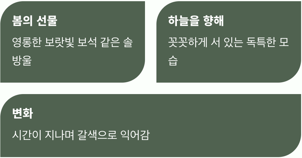 신비로운 보랏빛 솔방울