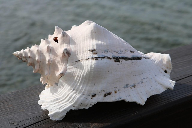 미국령 사이판과 티니안 소개 및 자유여행 6일 일정 완벽가이드