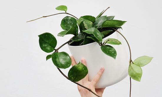 아름다운 자태 매력적인 향기 호야꽃 특징/종류/향기/꽃말/의미/인테리어