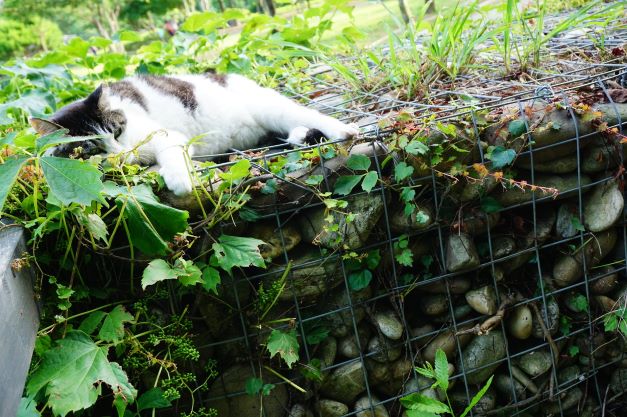 돌담 위에 누워 졸고 있는 냥이, 얼룩무늬,