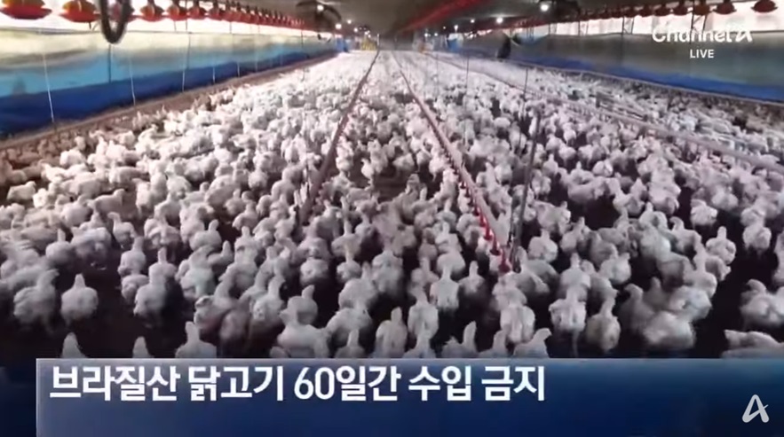 브라질산 닭고기 수입 중단의 영향