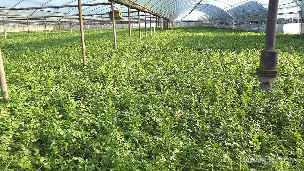 미나리 재배 수로 정비 그늘 재배 여름 관리_8