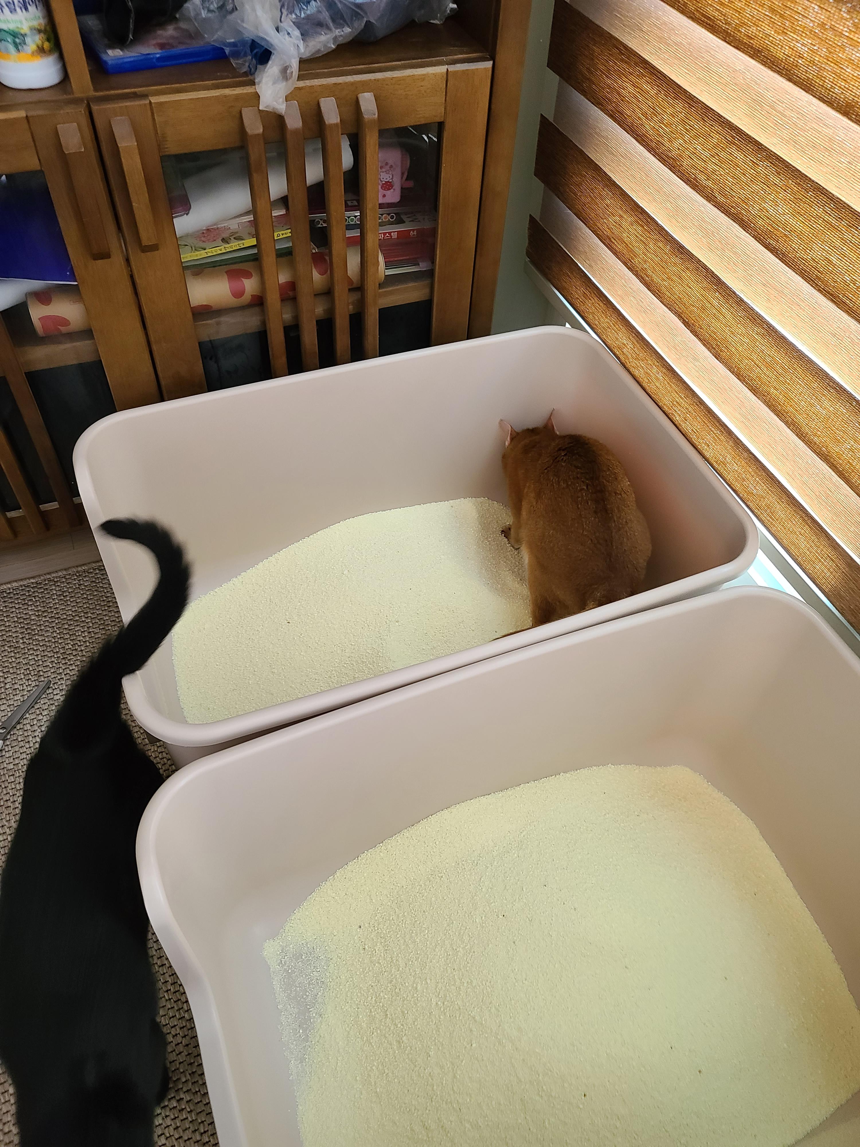 때가 되었다! 고양이 화장실 모래 전체갈이! (feat.바우젠)