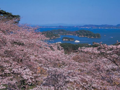 일본 벗꽃 시즌