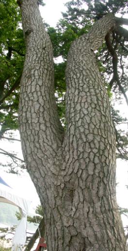 자은도 아름드리 소나무