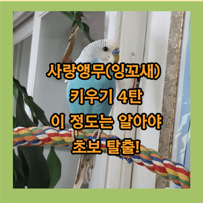 사랑앵무 키우기