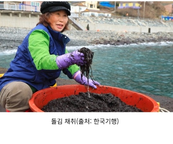 한국기행-울릉도-돌김-고로쇠
