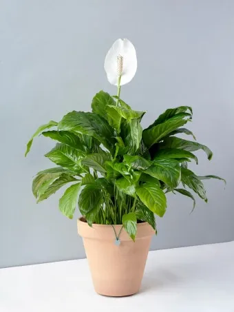 침실 식물 추천 공기정화기능 물주기 관리 향기 숙면 도움 되는 종류_5