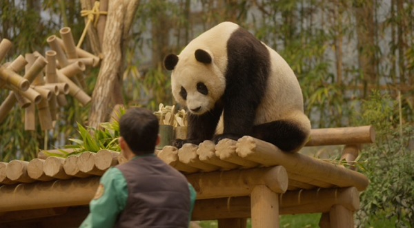안녕할부지예매