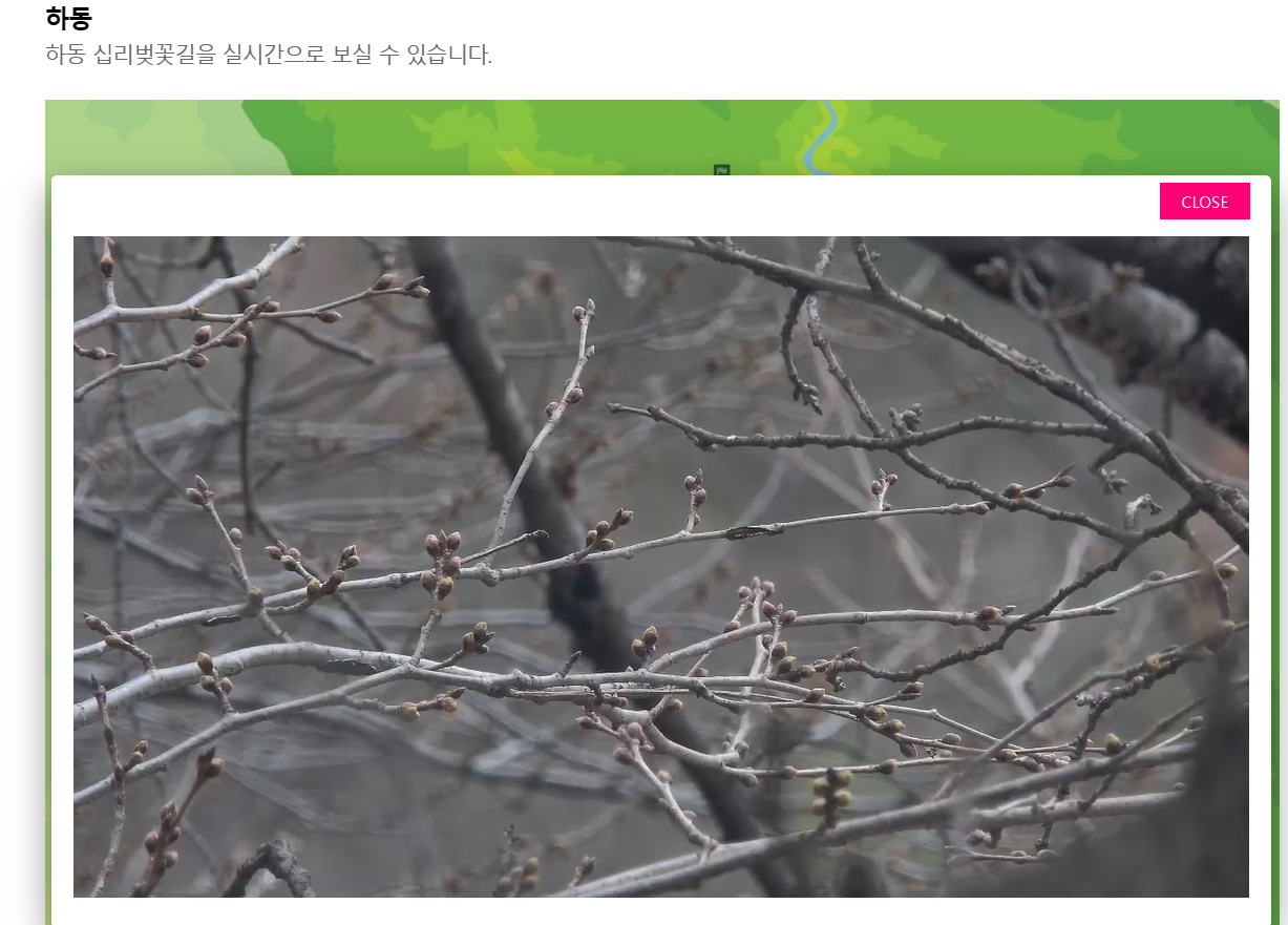 벚꽃나무