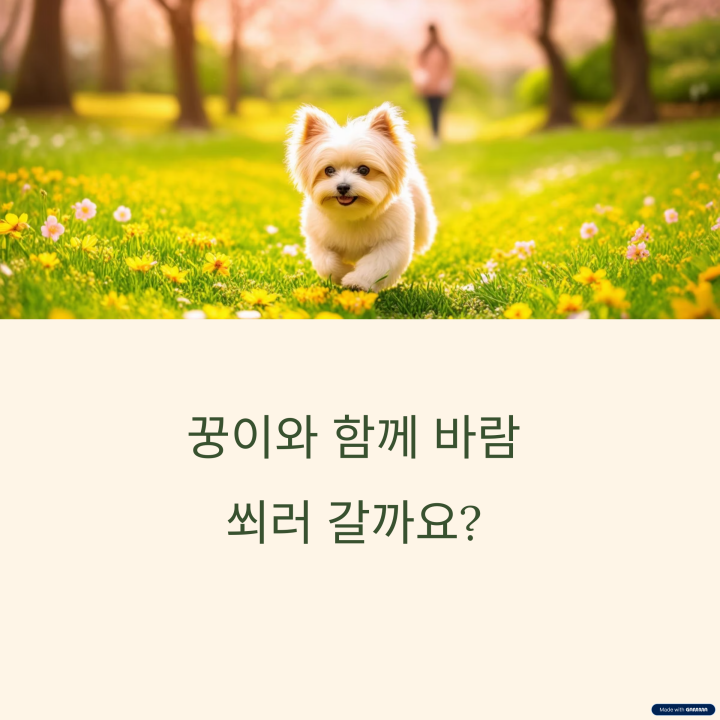 강아지산책 이야기