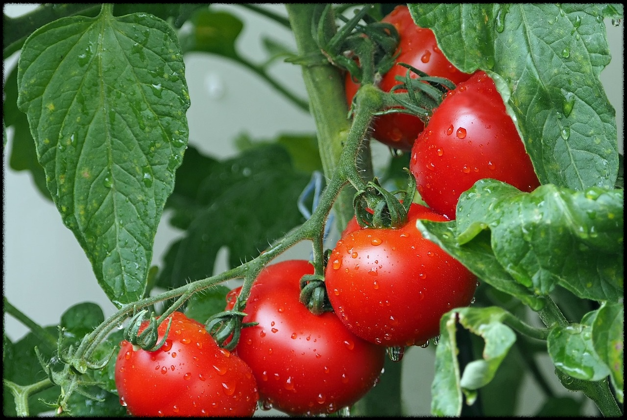 토마토 관련 이미지21
