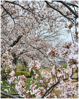 경포호