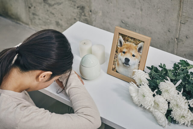 펫로스 증후군 이란? 극복 방법