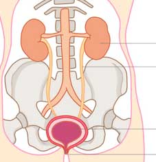 신장에 좋은 음식