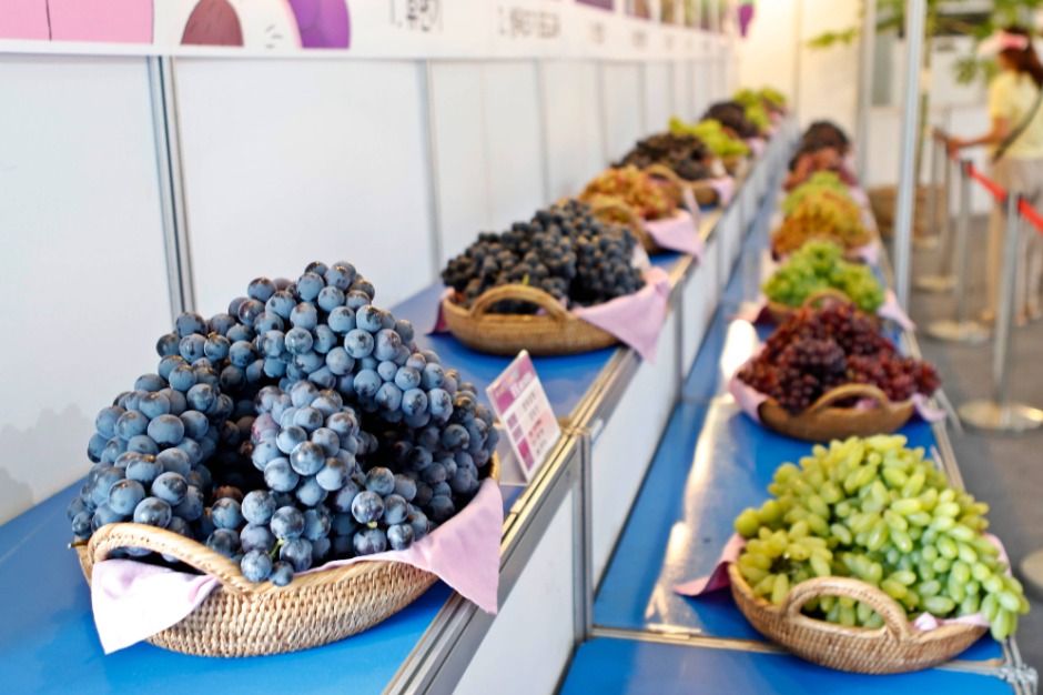 향수옥천포도복숭아축제