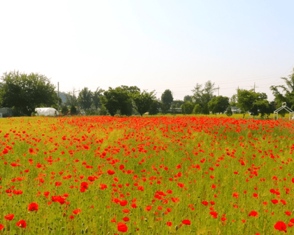 청주 다래목장 양귀비꽃