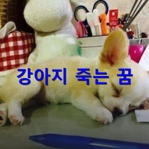 하얀-강아지가-죽은듯이-자고있는-모습