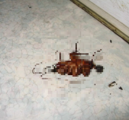 오래된 빌라, 아파트 바퀴벌레 똥과 물린자국으로 서식 여부 알 수 있어요