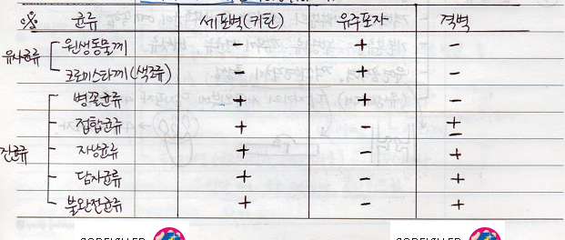균류의 세포벽&#44; 유주포자&#44; 격벽 비교