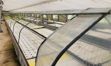 서유채농장-친환경채소