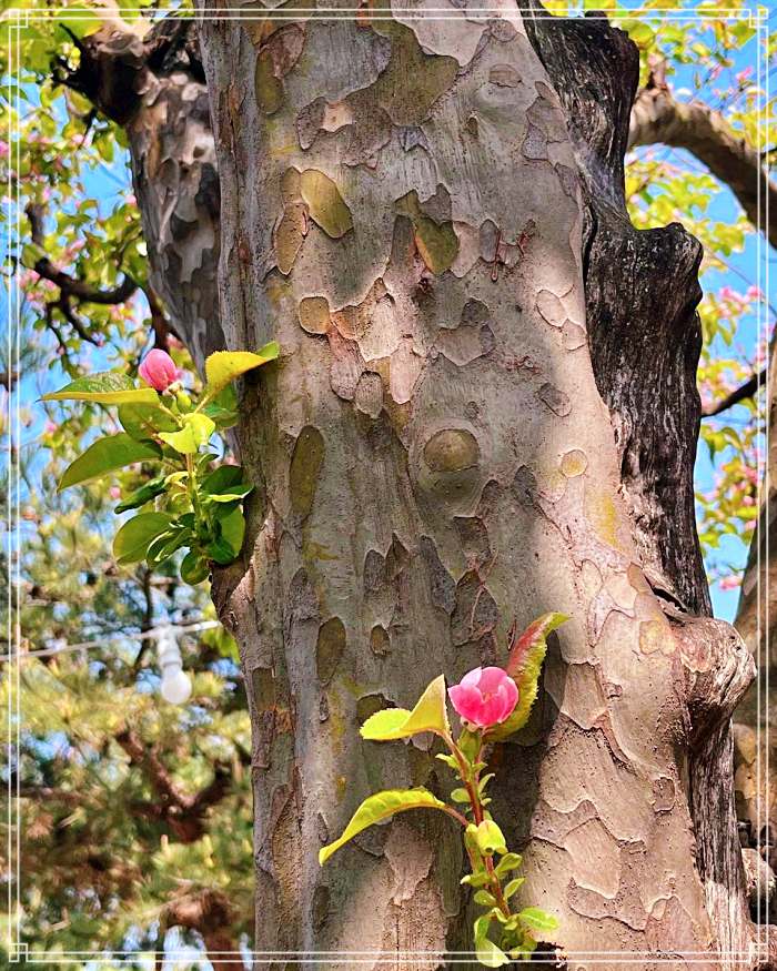 생방송투데이 서울 근교 강화 디저트 베이커리 카페 강화도 속노랑 고구마빵 맛집