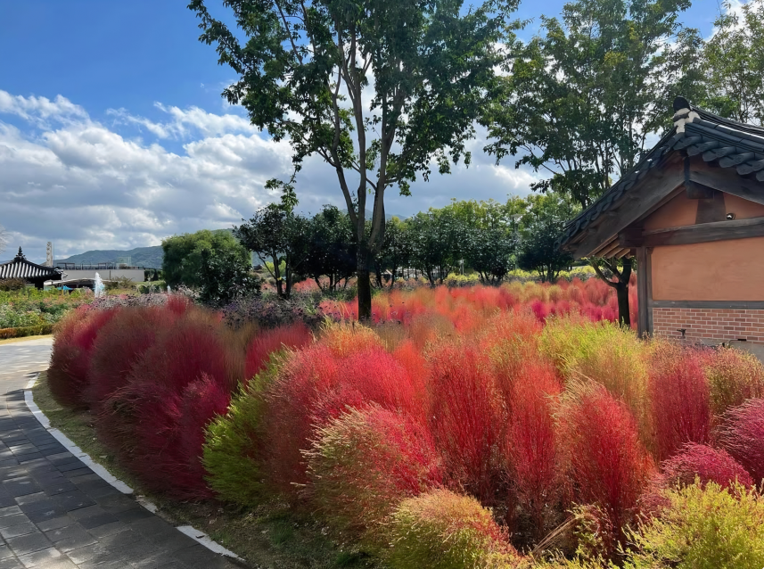 섬진강 기차마을 붉게 물든 댑싸리 모습