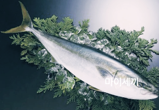 제주 모슬포 방어