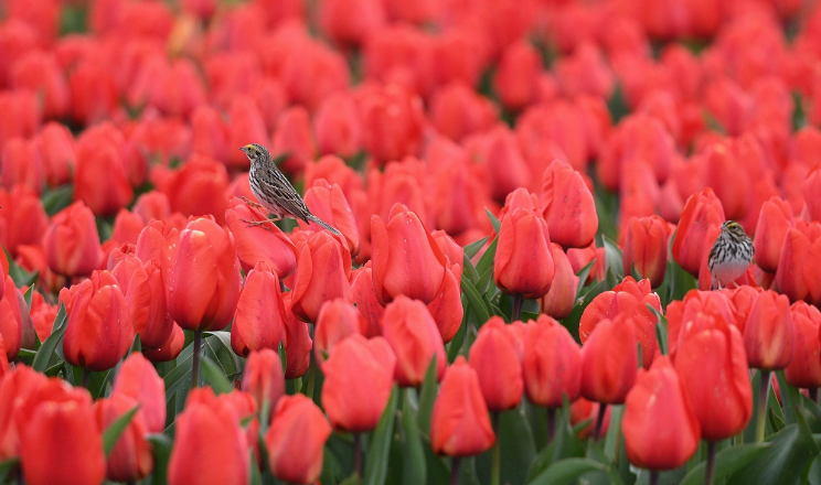 2025 고양 꽃박람회 고양 국제꽃박람회 사전예약 및 할인 총정리