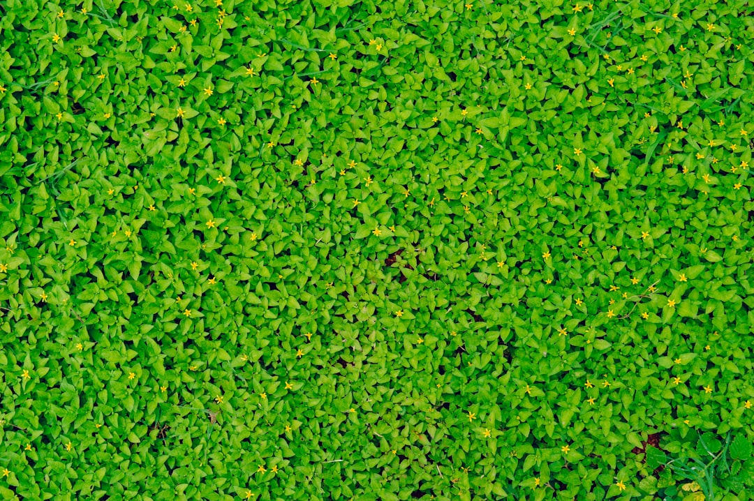Hedge.