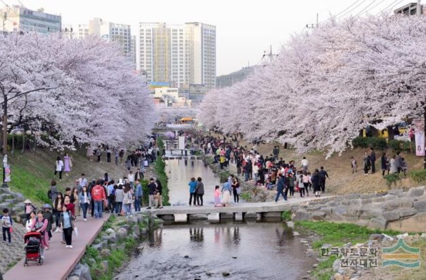무거천 벚꽃길