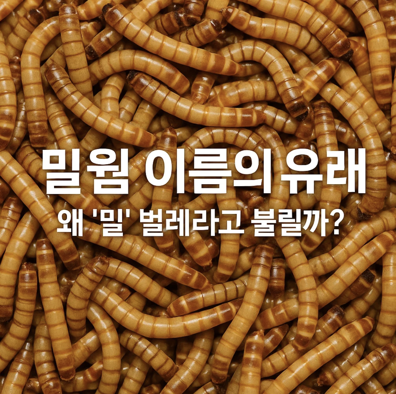 밀웜 이름의 유래, 왜 '밀' 벌레라고 불릴까?