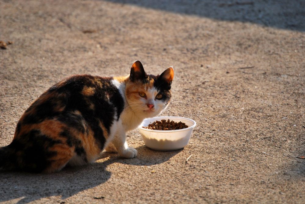 시골 집 고양이